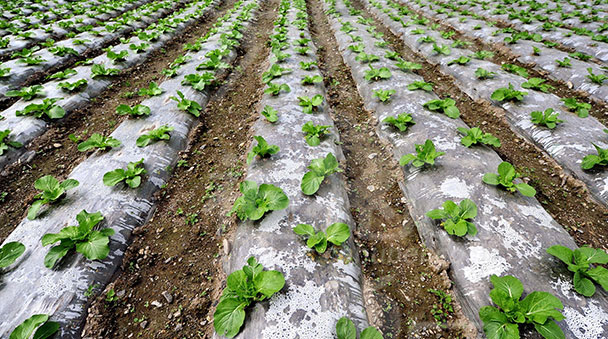地膜系列